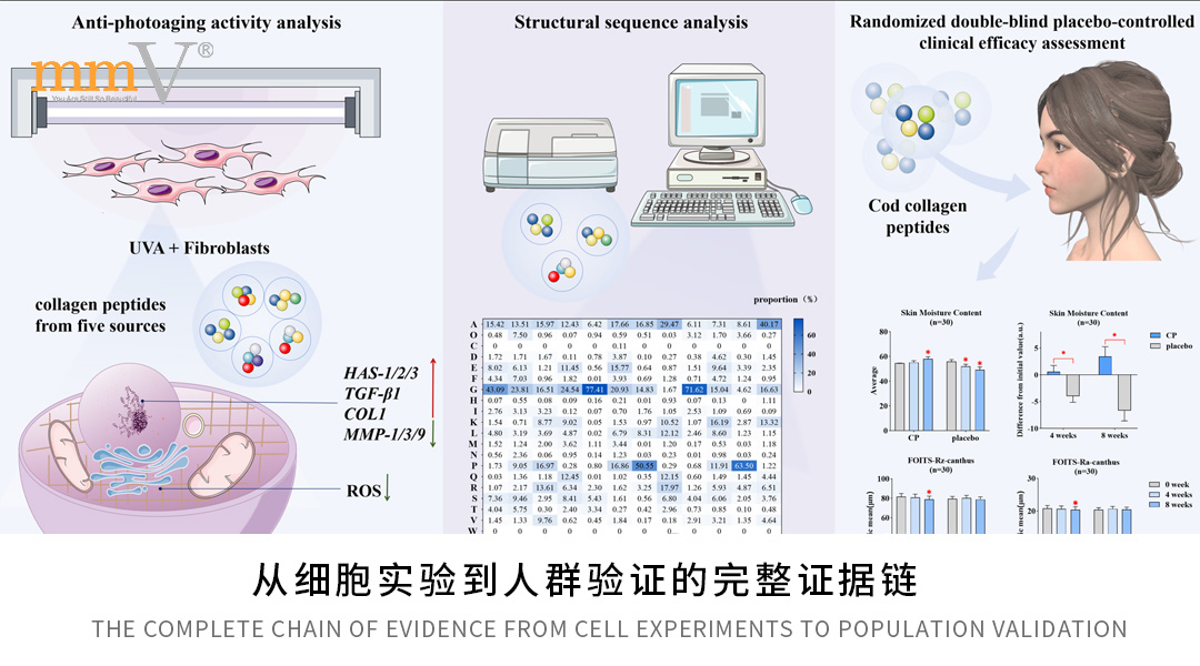 澳洲mmV胶原蛋白肽：从实验室的微观发现，到临床的人体实证